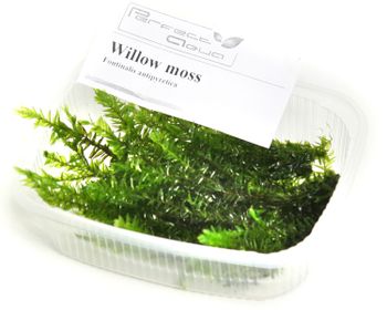 Willow moss