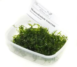 Monosolenium tenerum