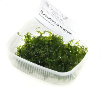 Monosolenium tenerum