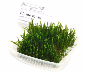 Flame moss