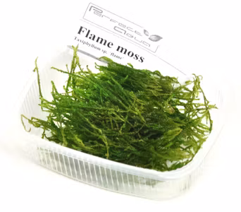 Flame moss