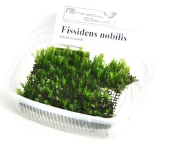 Fissidens nobilis