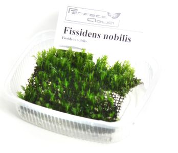 Fissidens nobilis