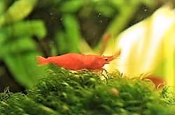 Fissidens fontanus