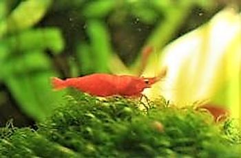 Fissidens fontanus
