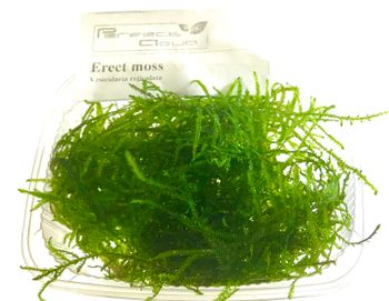 Erect moss