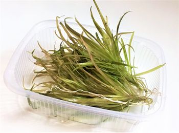 Blyxa japonica