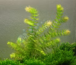Ceratophyllum demersum 'foxtail'