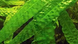 Cryptocoryne aponogetifolia