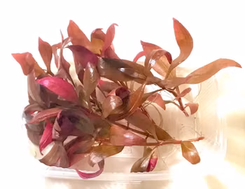 Alternanthera reineckii ´mini´