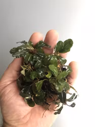 Bucephalandra Lamandau Round