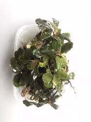 Bucephalandra Lamandau Round