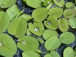 Salvinia minima