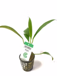 Anubias galabra