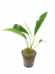 Anubias galabra