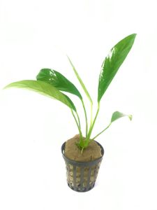 Anubias galabra