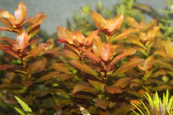 Ludwigia repens
