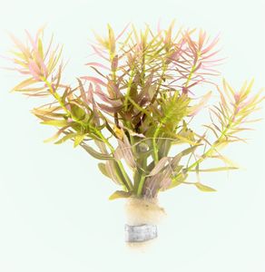 Limnophila aromatica