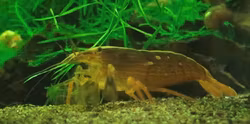 Brun solfjäderräka, Atyopsis moluccensis