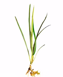 Fenestratum Culum