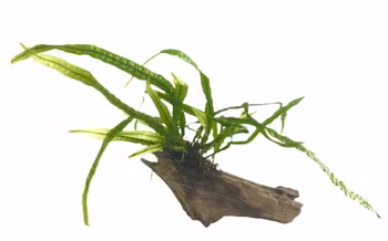 Microsorum pteropus ´narrow´