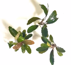 Bucephalandra Theia Green