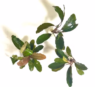 Bucephalandra Theia Green