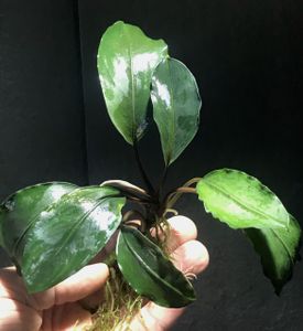 Bucephalandra Pearl Grey