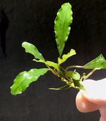 Bucephalandra Wavy Leaf