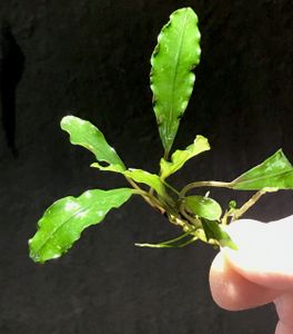 Bucephalandra Wavy Leaf