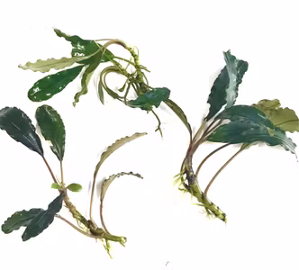 Bucephalandra Wavy Leaf