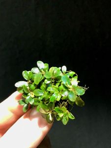 Bucephalandra Super mini