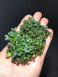 Bucephalandra Super mini