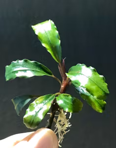 Bucephalandra Deep Purple