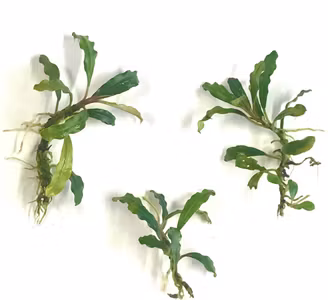 Bucephalandra Needle Leaf