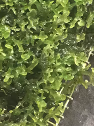 Riccardia chamedryfolia