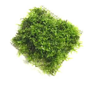 Riccardia chamedryfolia