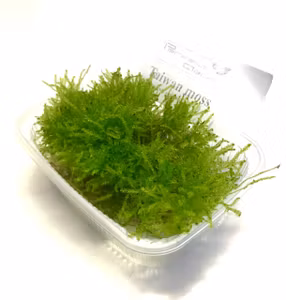 Taiwan Moss