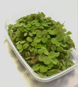 Salvinia Natans (auriculata)