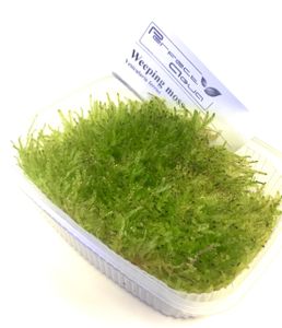 Weeping moss
