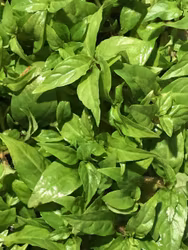 Staurogyne sp. Porto vehlo