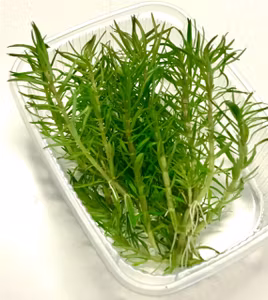 Pogostemon deccanensis / erectus