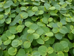 Phyllanthus fluitans