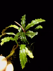 Bucephalandra Catherine