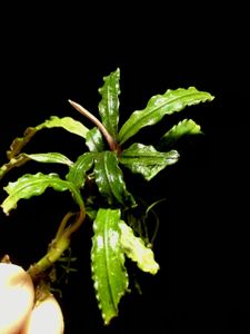 Bucephalandra Catherine