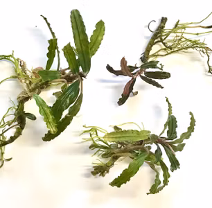 Bucephalandra Catherine