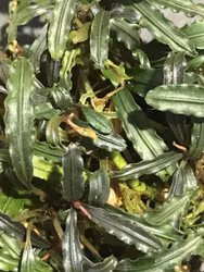 Bucephalandra Catherine