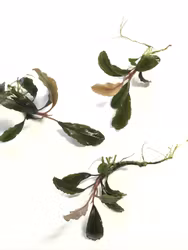 Bucephalandra Peacock