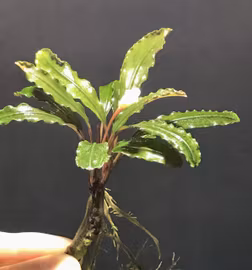 Bucephalandra Crocodile
