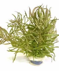 Pogostemon stellatus